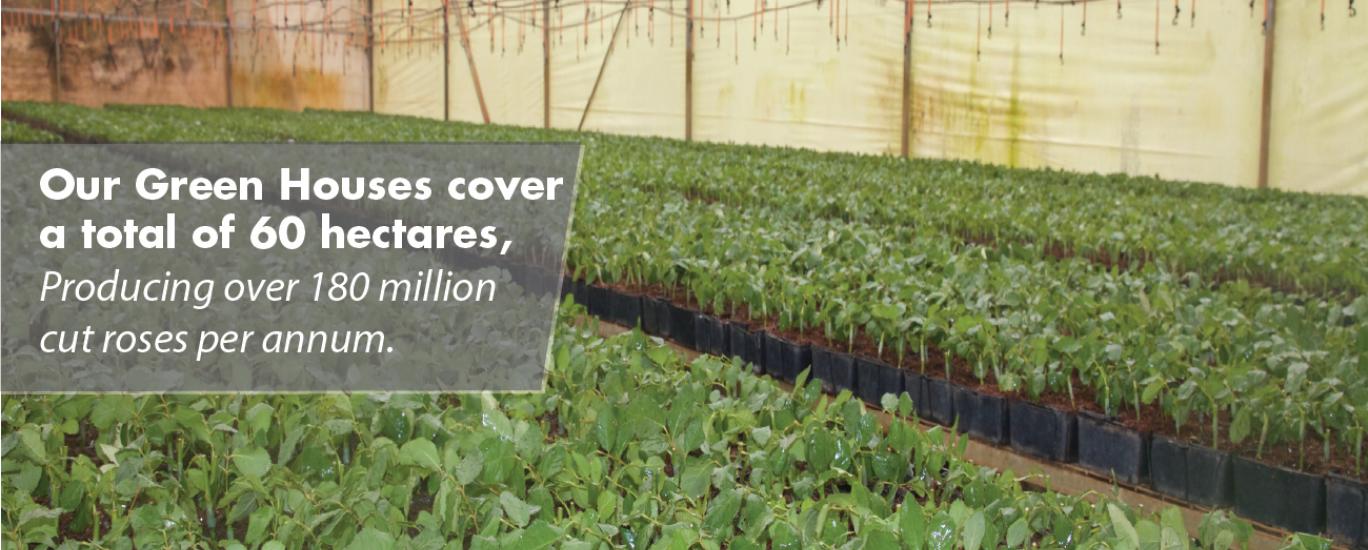 Rosebud Pumping Rosebud Pumping